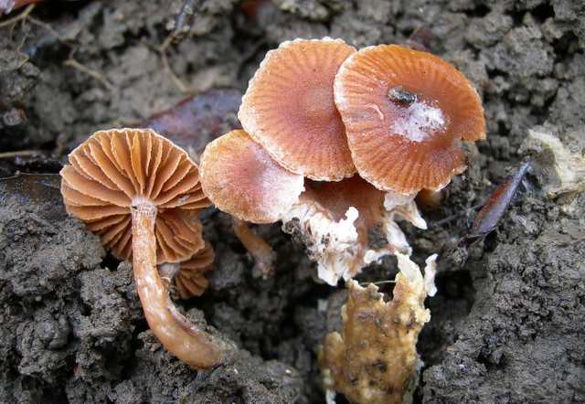 Dopo il risveglio, le prime specie